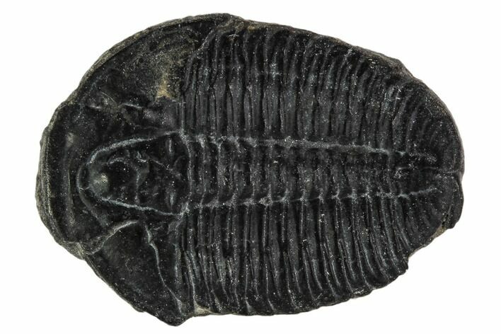 Elrathia Trilobite Fossil - Utah #108649